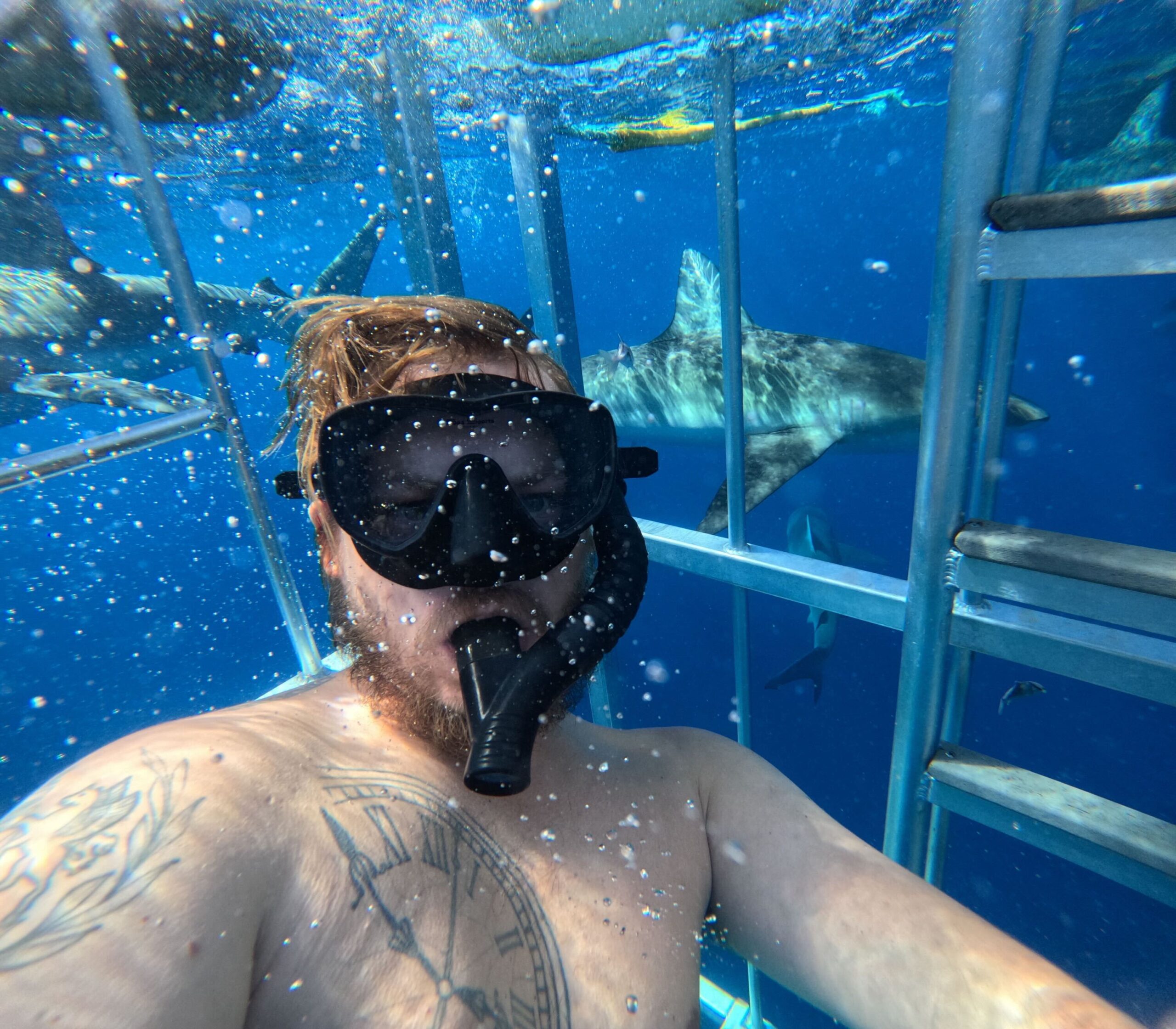 A person swimming in a shark cage