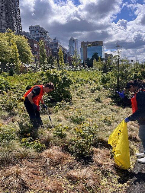 Personnes nettoyant des pelouses à Seattle